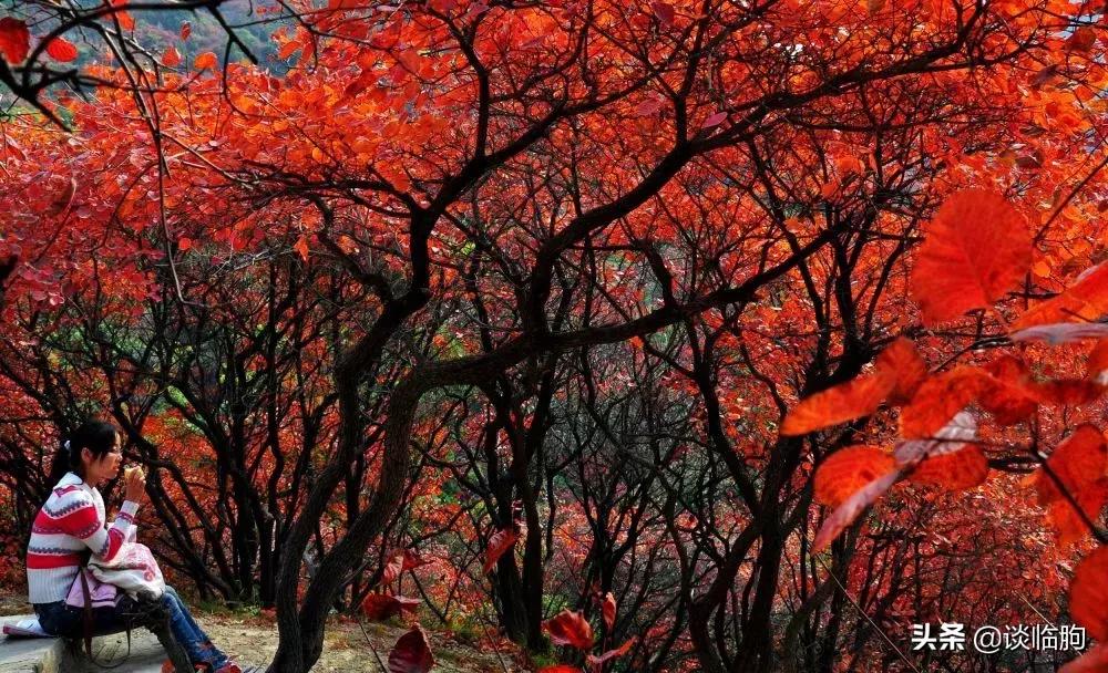 临朐历史上最好的地方,临朐历史上真实的变化