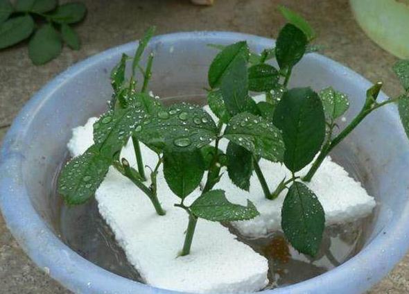 花卉生根泡沫,花卉没扎根怎么处理