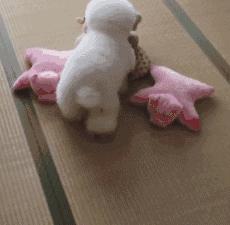 比熊这朵棉花糖，圆圆白白胖胖，是我的初恋情狗没错了