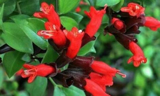 口红植物怎么养,口红花盆栽养殖方法