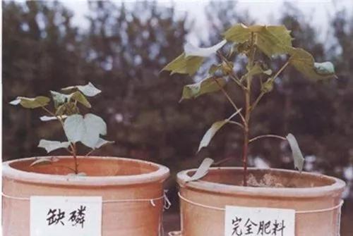 作物缺素口诀,作物营养缺素诊断与科学施肥