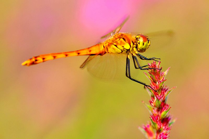 铚昏湏鎭嬭姳鍥剧墖澶у叏,铚昏湏鎭嬭姳鏂囨