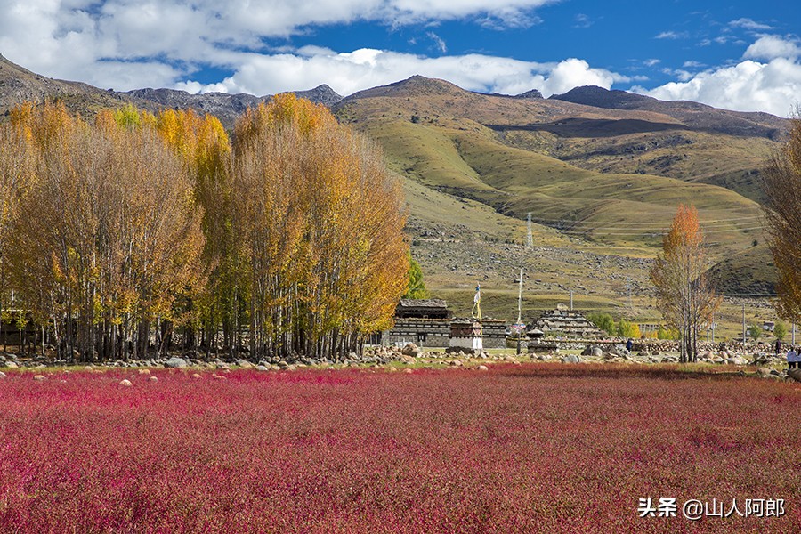 宸濊タ楂樺師澶ц崏鍘熺殑璺笂鐓х墖,闈掕棌楂樺師涓婄殑鑽夊師闆北椋庢櫙