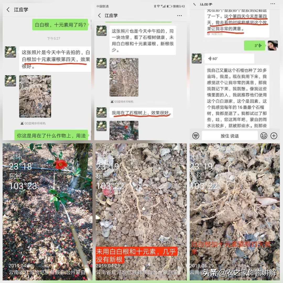 防治果树根腐病的特效药,果树根腐克星怎么使用