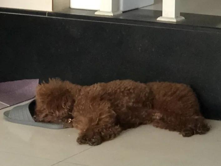 模仿狗狗睡姿,分享下你家狗子的睡姿