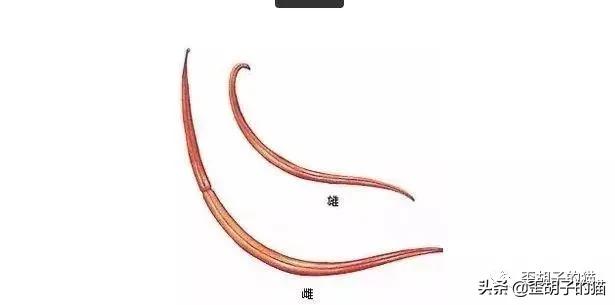 猫咪体外驱虫药哪个牌子好,驱虫最全的猫咪外驱