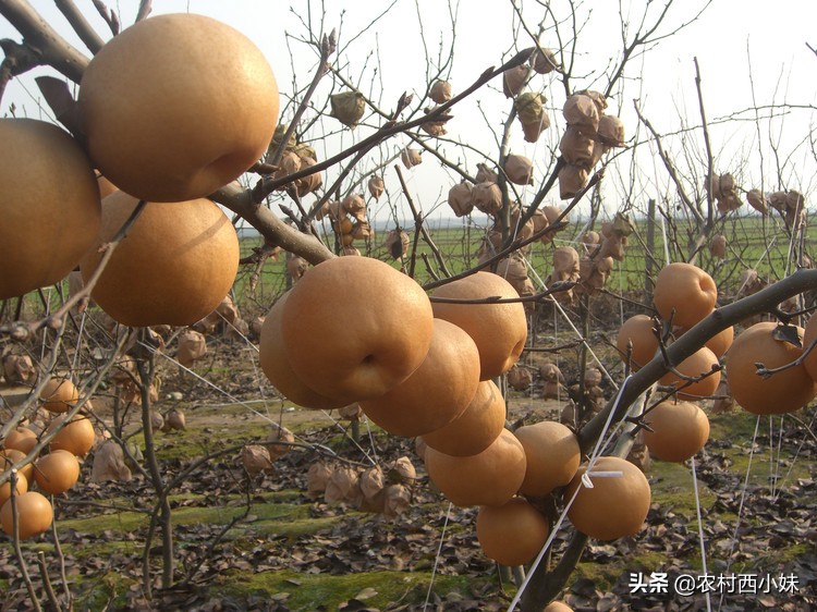 晚秋黄梨施肥技术,晚秋黄梨春季管理技术