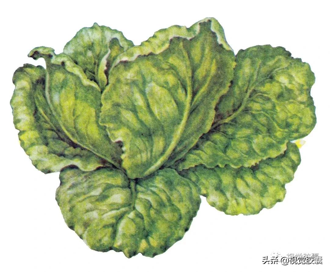 乡村蔬菜大棚的设计,蔬菜精美设计图片