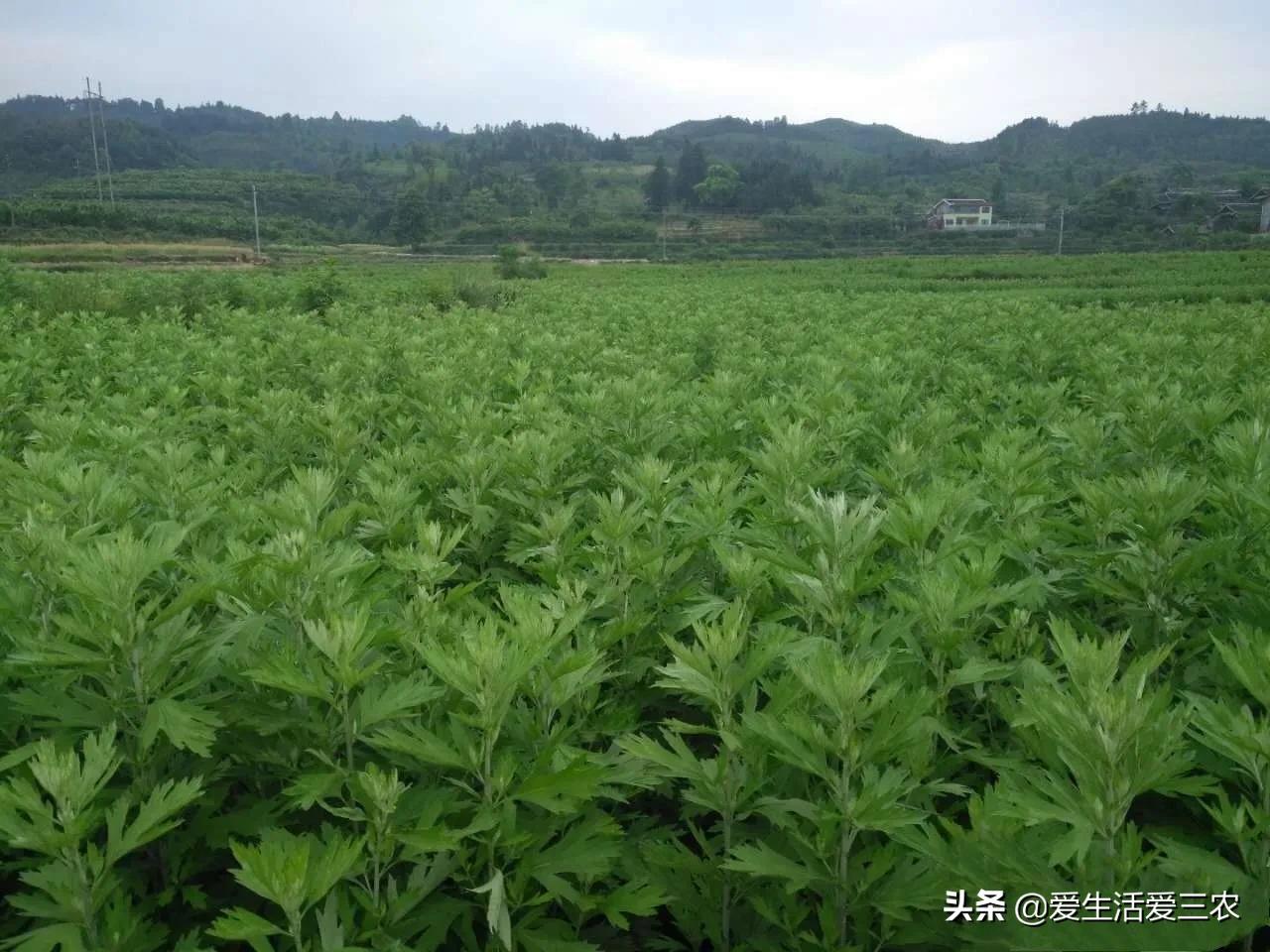 农村种植致富创业经,致富经艾草