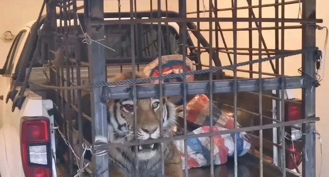 虎林园有1300只圈养虎，为什么还不野放？放了可能就是食人虎