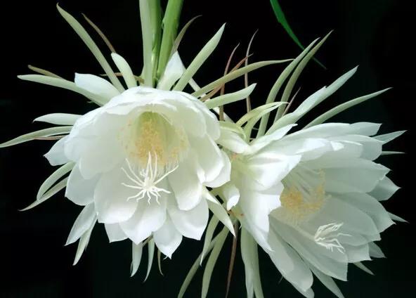 好看好养的多肉类植物,多肉类植物好看