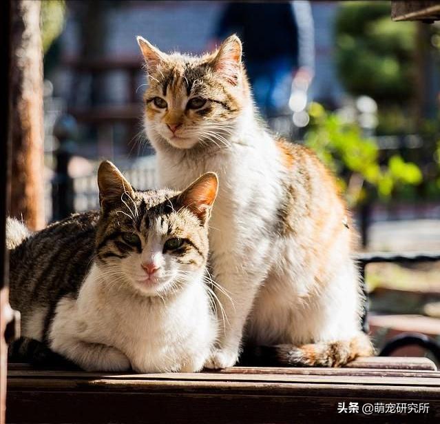 田园猫被抛弃会有什么后果,为什么越来越多人喜欢田园猫