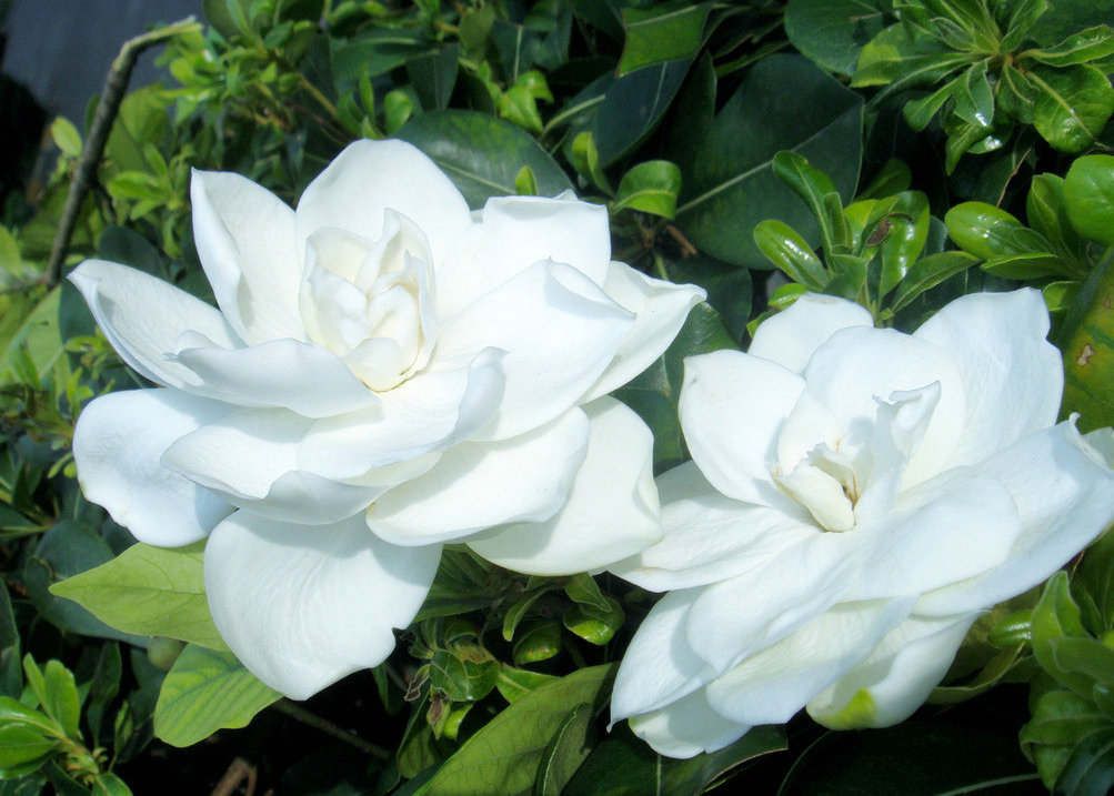 栀子花叶片发黄解决方法,栀子花叶片发黄怎么补救