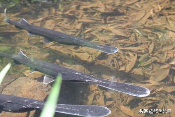 三亿年前的鸭嘴鱼,鸭嘴兽几千万年前