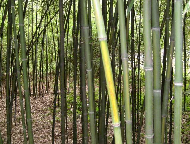 26种竹子大全,26种竹子的特别之处