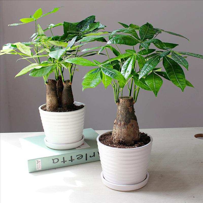 3种“旺财”花，寓意财源滚滚，养一盆，日子越过越舒心