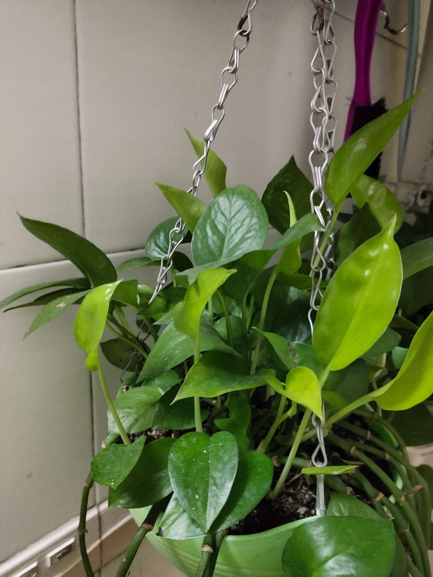 绿萝怎么养才能长得更旺盛,绿萝怎么养不出叉还枝繁叶茂