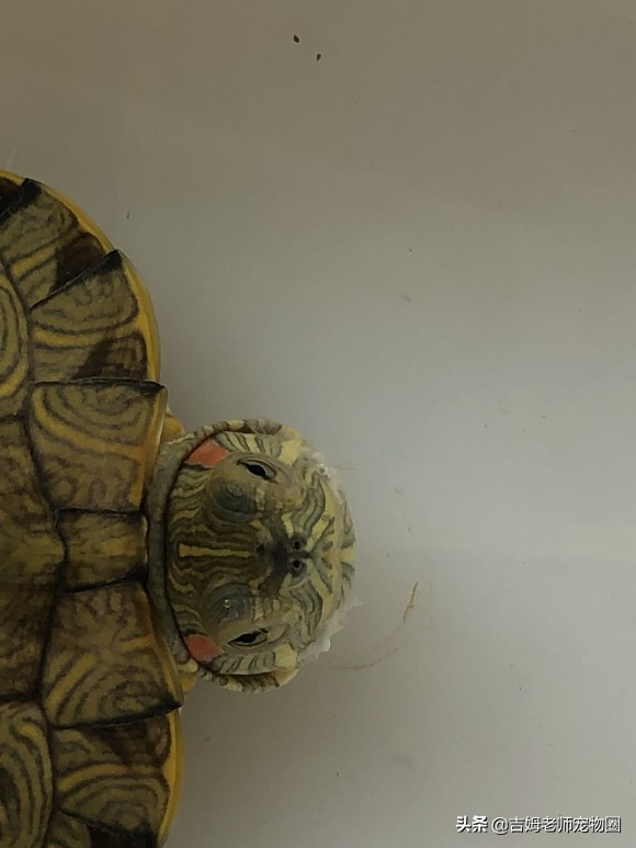 龟友的龟生病了,龟友养龟正确方法