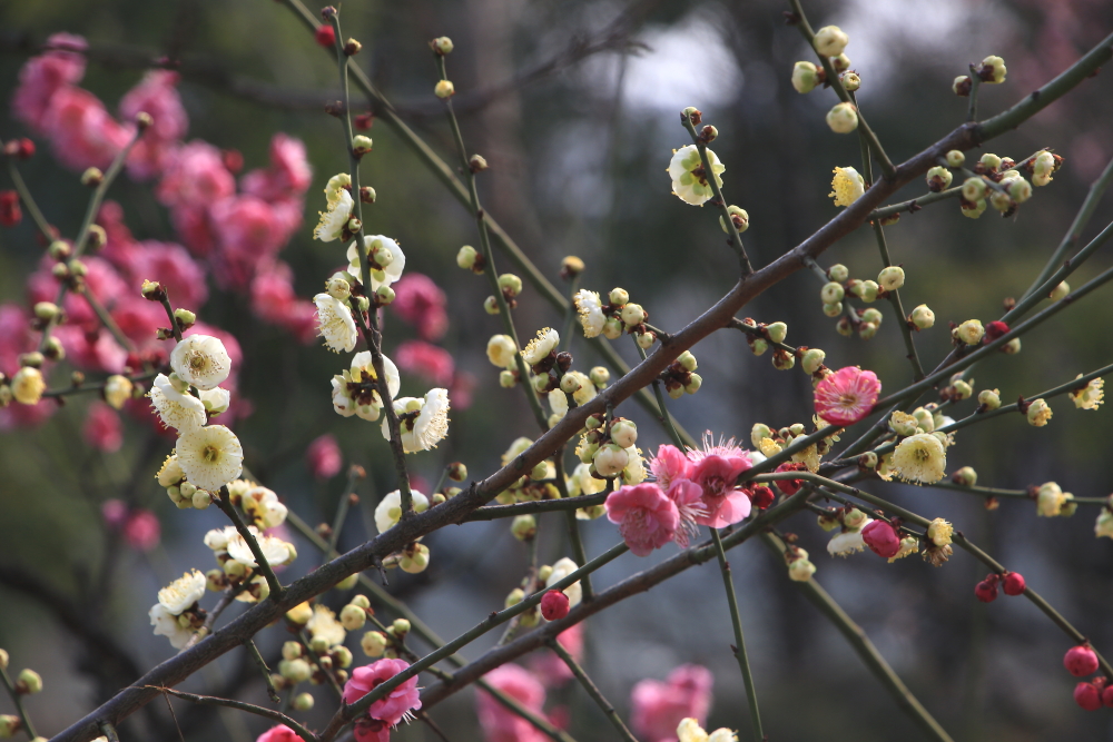 早春二月竖笛曲谱,早春二月笛子演奏
