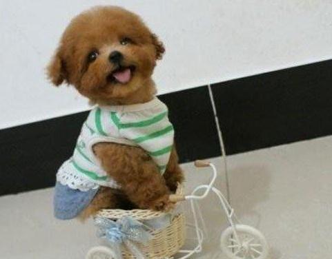 怎么样训练泰迪犬定点大小便,怎么引导泰迪狗狗定点大小便