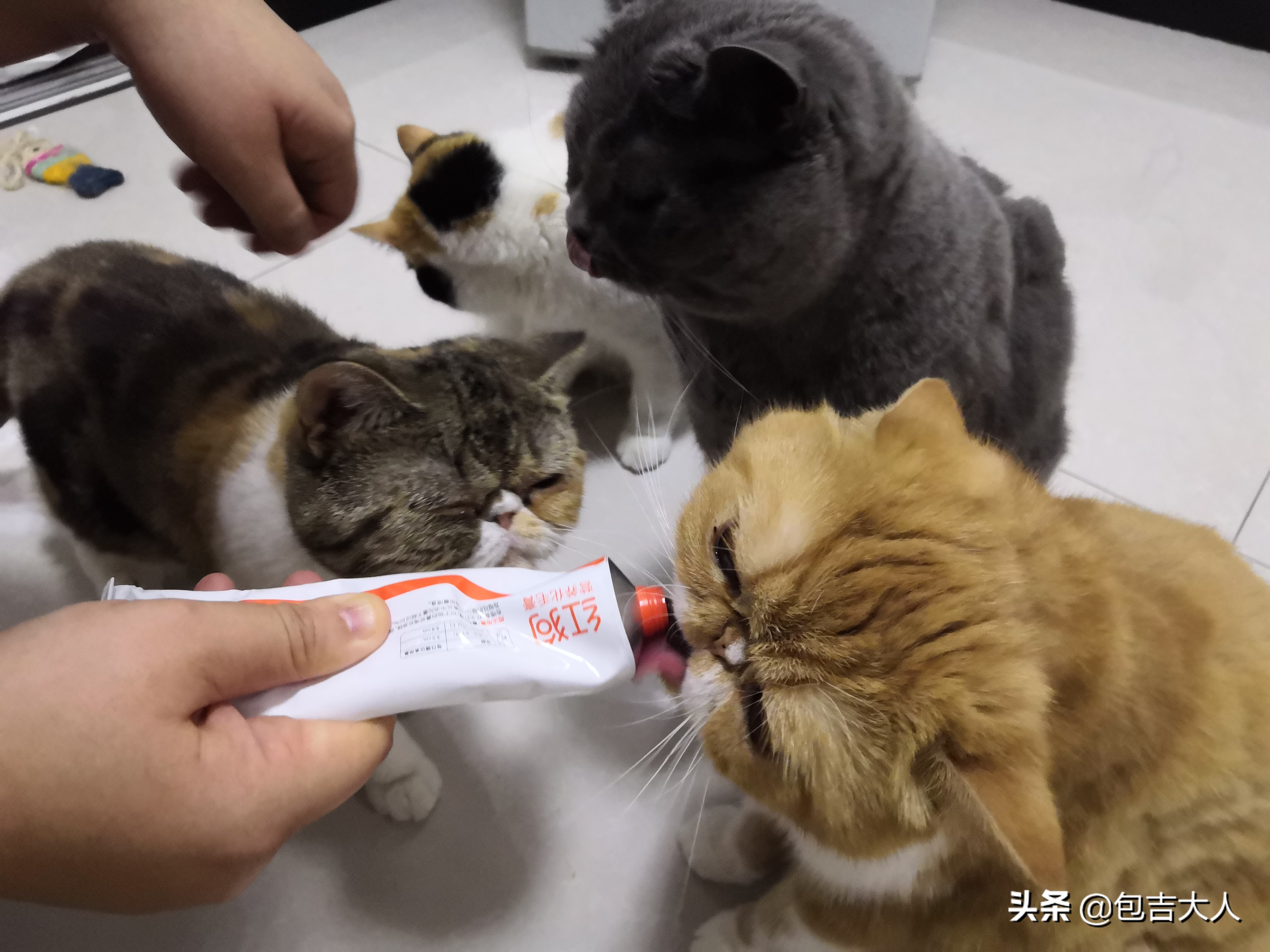 猫咪吃什么不掉毛智商税,猫咪用的各种营养品哪些是智商税