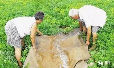 花生高产栽培技术视频,种花生到收花生的所有过程
