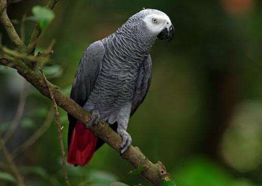 什么鹦鹉最好养又实惠,哪4种鹦鹉合法