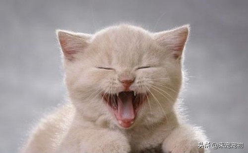 猫咪有一只耳朵很多黑色分泌物,猫咪耳朵褐色分泌物