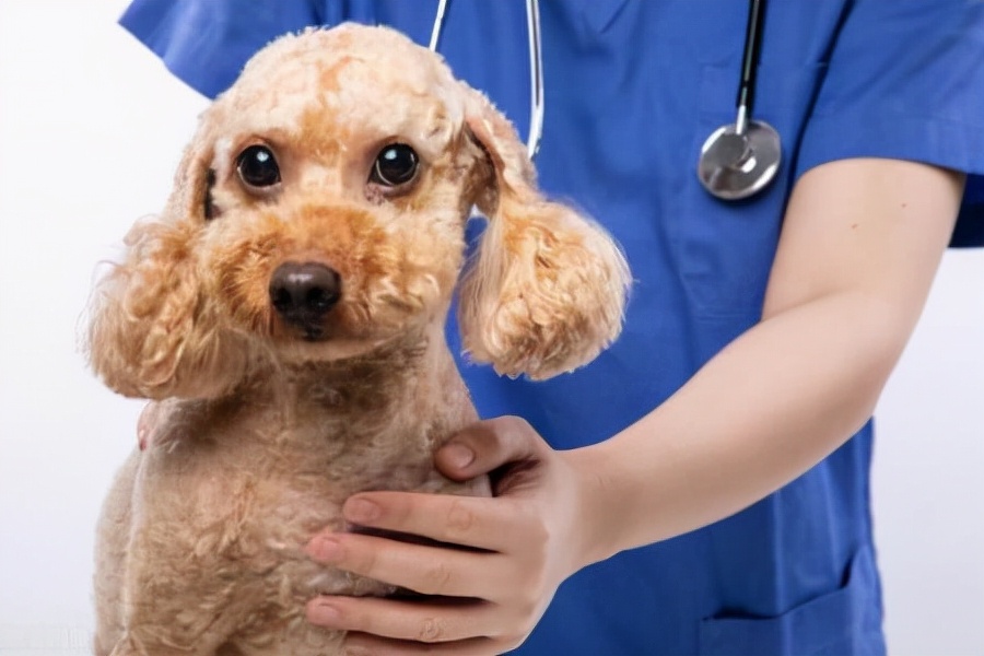 泰迪犬身上长皮屑是什么原因,泰迪狗身上一般会长哪些虫子