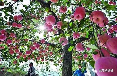 无公害果园常用农药及使用方法,果园常用农药一览表分析