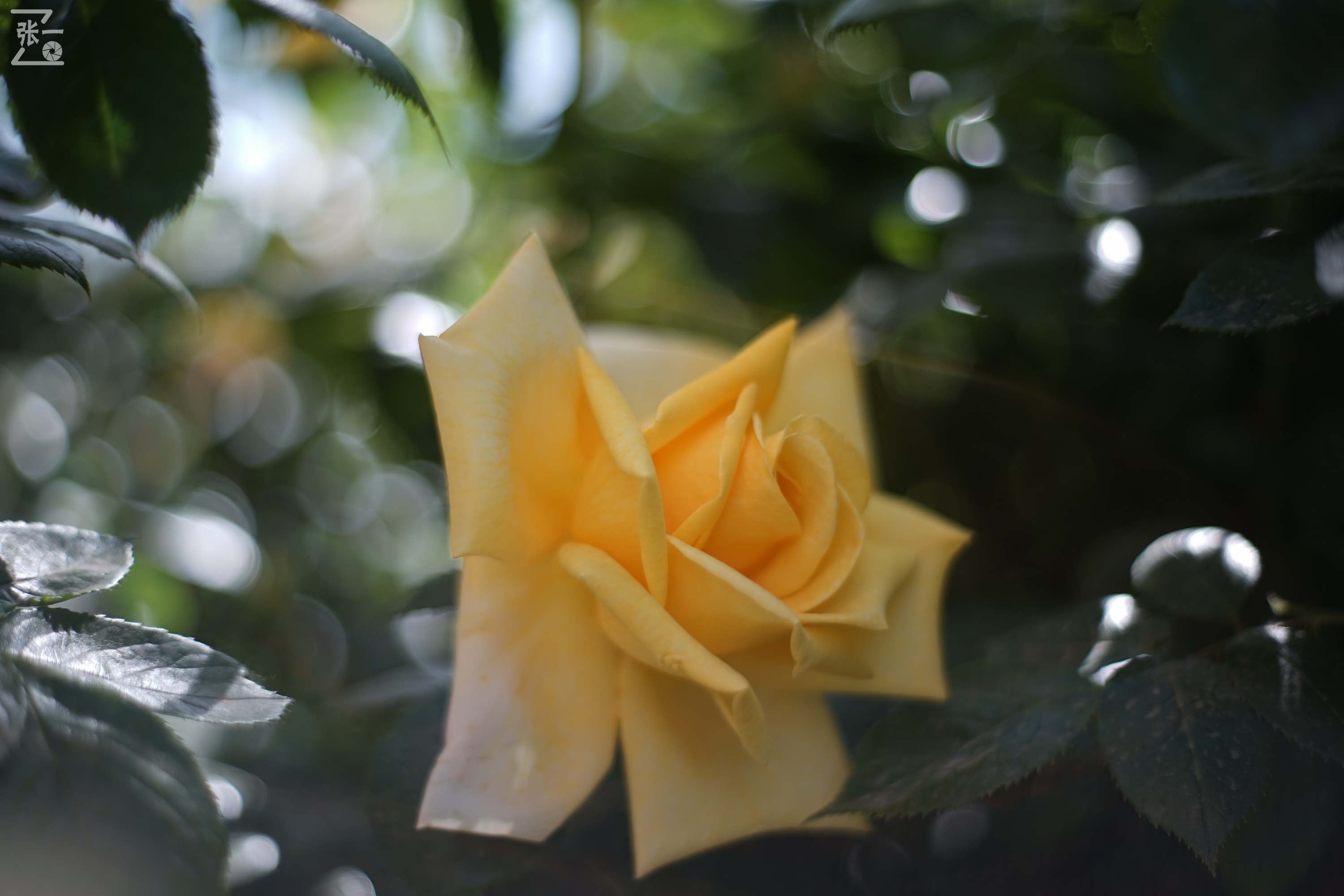 凤凰国产50mm镜头,凤凰索尼e口镜头