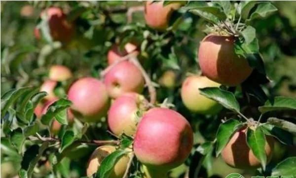 苹果现在的行情单价每斤多少钱,现在苹果价格多少钱一斤