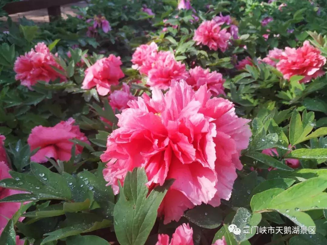 三门峡天鹅湖湿地公园牡丹苑,三门峡天鹅湖牡丹苑赏牡丹