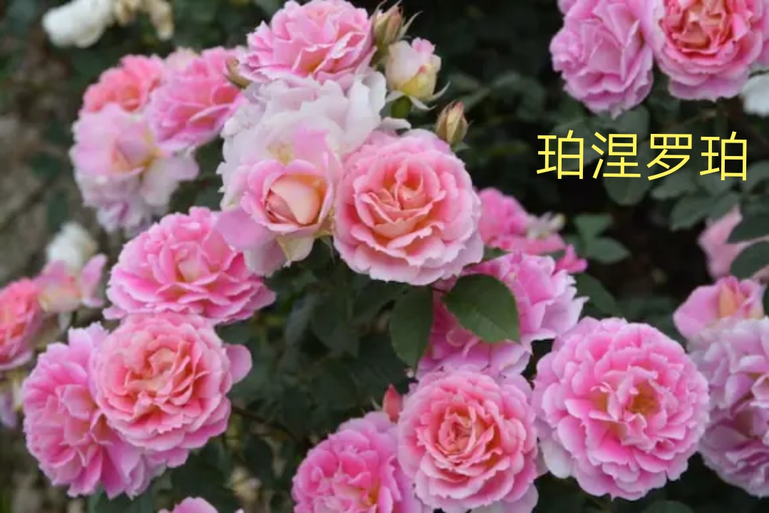 2020年木村卓功月季新品,木村卓功的月季都比较耐阴吗