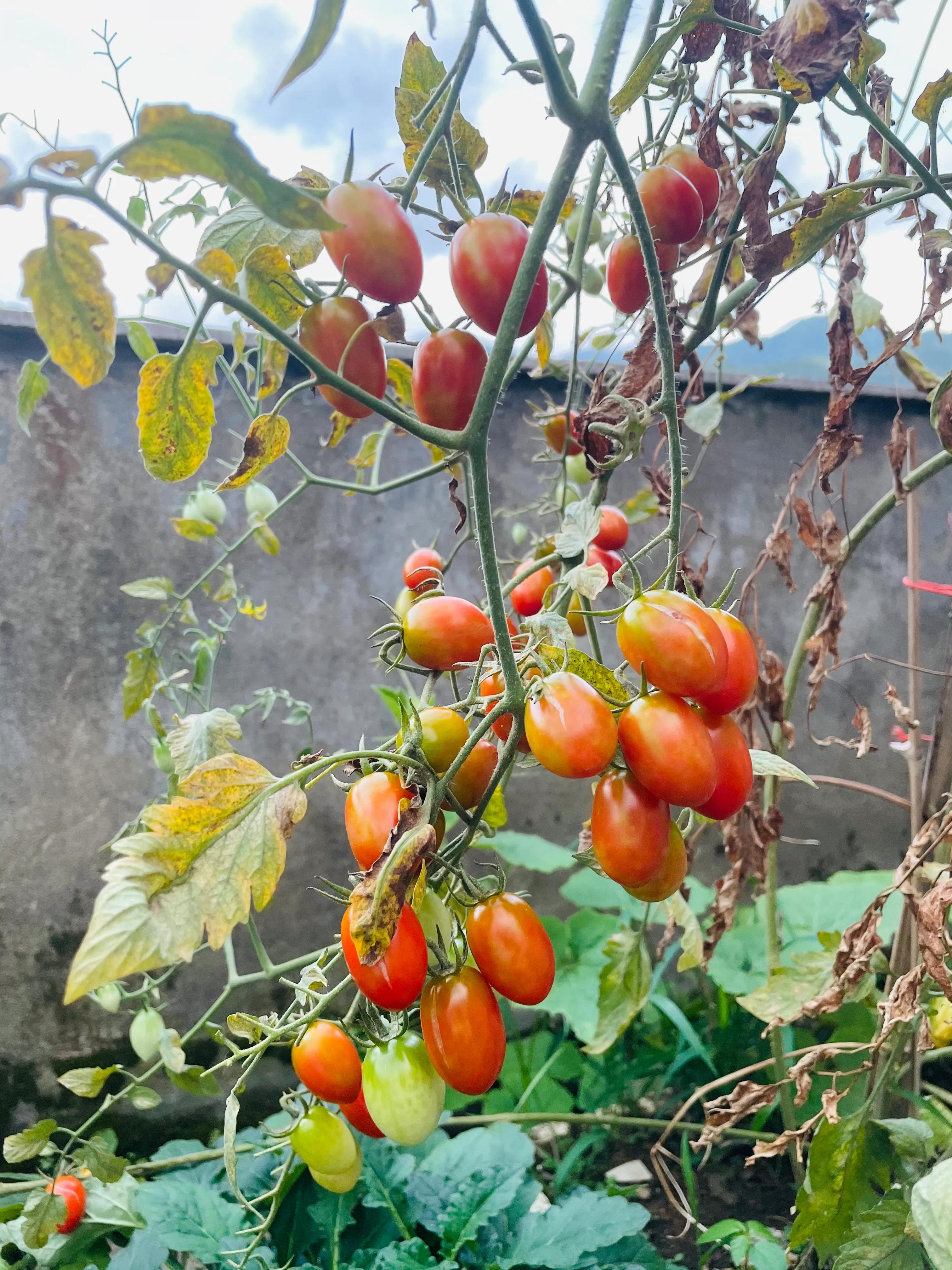 在农村老家卖菜种,在农村里买菜苗