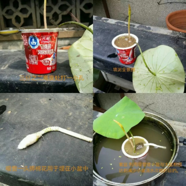 纰楄幉绉嶈棔绉嶆鏂规硶,绉嶆纰楄幉鐢ㄤ粈涔堝湡