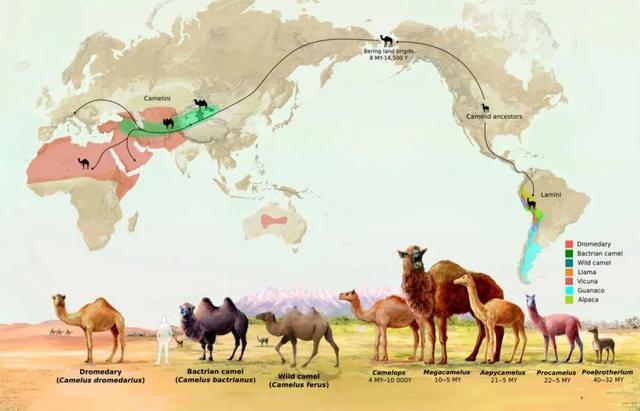 神兽羊驼有多厉害,为什么羊驼被称为十大神兽之一