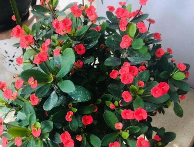 虎刺梅叶子繁茂,虎刺梅怎么养才能更旺盛