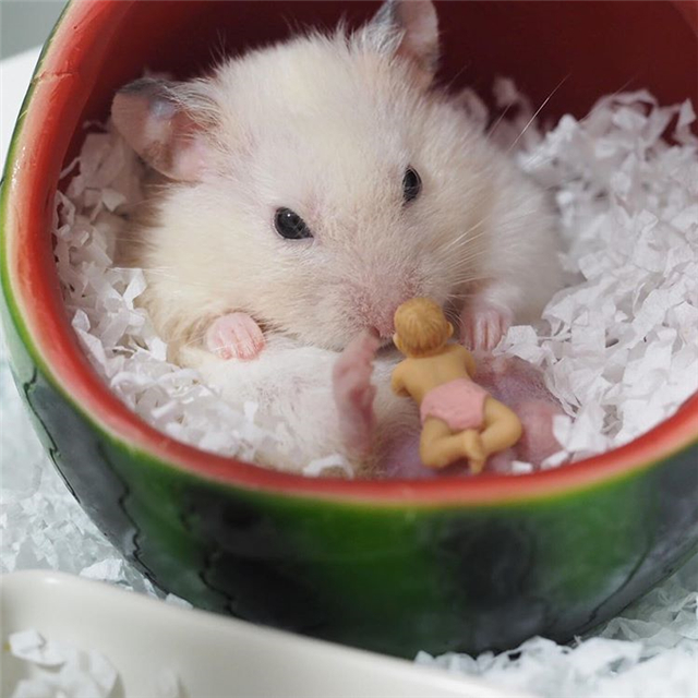 仓鼠会睡眠不足吗,仓鼠不停打哈
