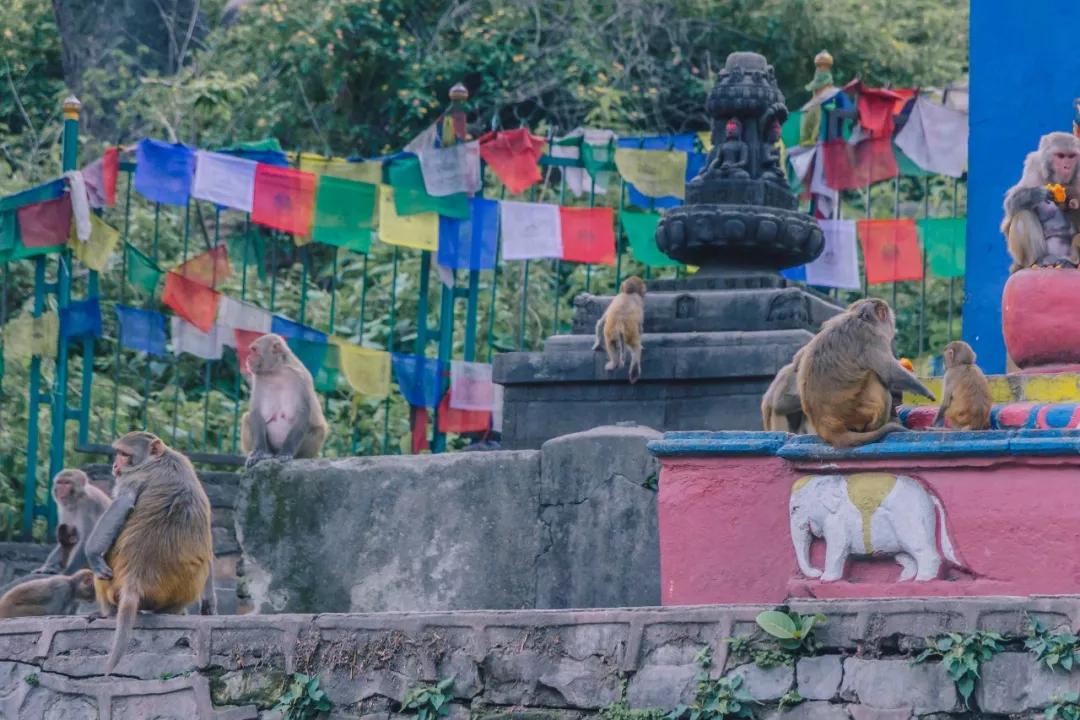 *局骗**和微笑,3000元带你体验双面尼泊尔