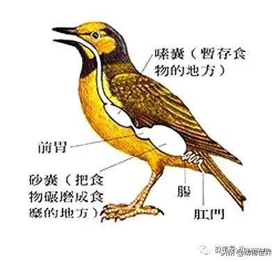 鸟类的产热结构,鸟类的结构特点有哪些