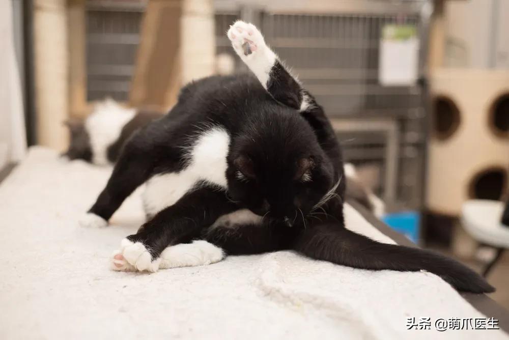 猫到底是什么状态,猫到底是个什么玩意儿