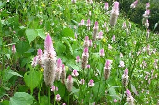 每天认识一味中药青葙子,青葙子药材图片