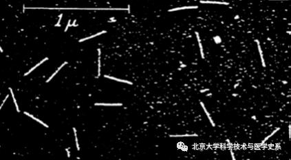 北大院长讲史：第一株病毒是如何被人类发现的？|赛先生