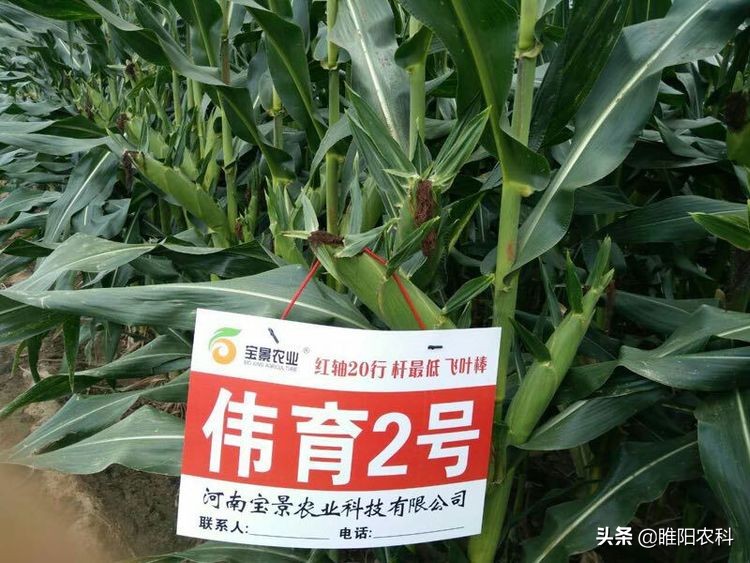 矮杆玉米高产还是高杆玉米高产,河南矮杆大棒玉米新品种