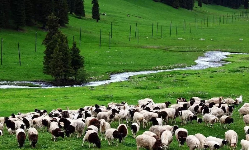 正宗新疆天山羊肉,挑选新疆羊肉