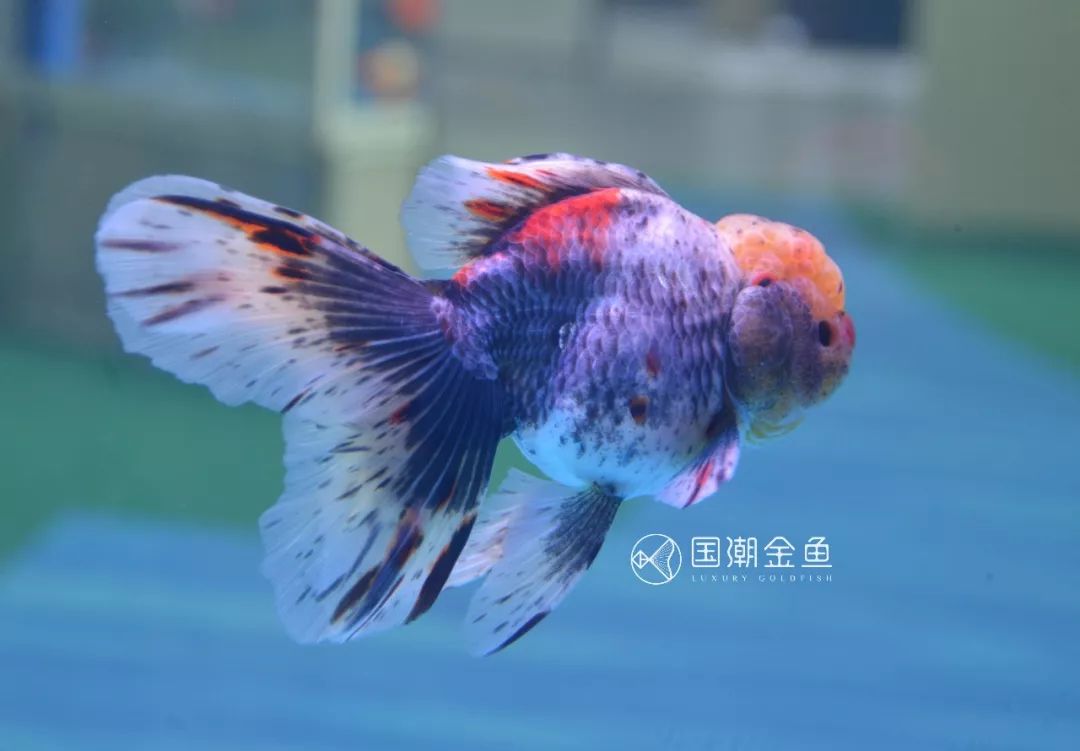 中国金鱼历史简介,中国金鱼鉴赏与文化