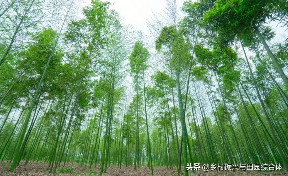 农学院对乡村振兴的促进作用,半农学院