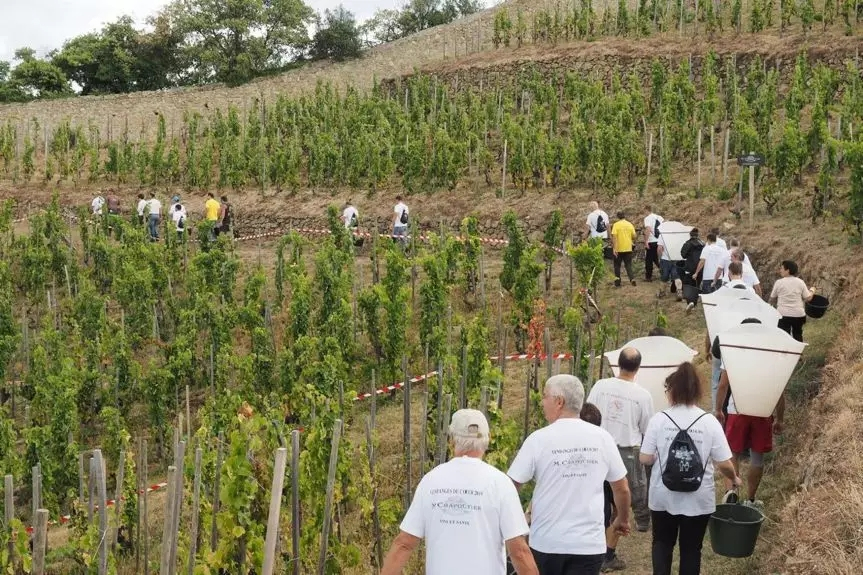 品乐Pinor：在法国葡萄园上班，就像在东北掰玉米……