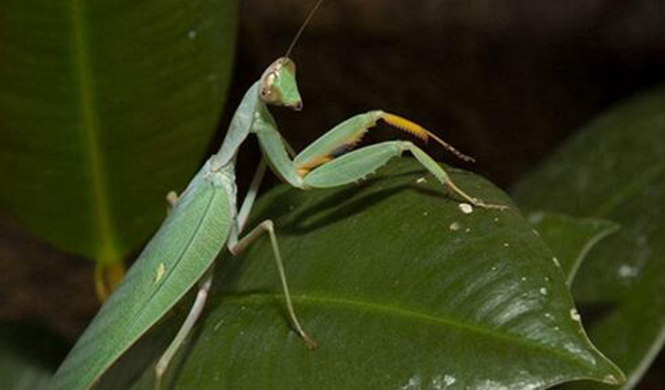 动物世界螳螂的生活习性,动物世界自相残杀视频大全